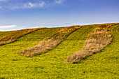 Eine Wiese mit Streifen aus braunem Gras bildet gegen den blauen Himmel ein schönes Muster, Hessen, Deutschland