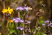 Eine lila Büschelblume in einer bunten Blumenwiese wird von einer Biene besucht