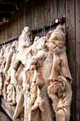 Reindeer skins on a wooden wall