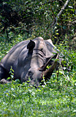 Uganda; Zentraluganda im Distrikt Nakasongola; südlich der Straße von Kampala nach Masindi bei Nakitoma; Ziwa Rhino Sanctuary; Breitmaulnashorn friedlich im Gras liegend