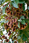 Uganda; Zentraluganda im Distrikt Nakasongola; südlich der Straße von Kampala nach Masindi bei Nakitoma; Ziwa Rhino Sanctuary; Flügelnussbaum mit Früchten