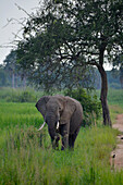 Uganda; Northern Region; Murchison Falls Nationalpark; Elefant auf seiner Wanderung