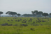 Uganda; Northern Region; Murchison Falls National Park; Buffalo herd in the morning haze