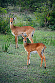 Uganda; Northern Region; Murchison Falls National Park; two Uganda grass antelopes in the savannah