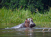 Uganda; Northern Region on the border with the Western Region; Murchison Falls National Park; Hippo in the Victoria Nile