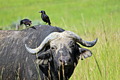 Uganda; Northern Region; Murchison Falls National Park; Buffalo with feathered companions