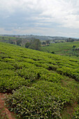 Uganda; Western Region; Teeplantagen in der Hügellandschaft bei Fort Portal an der A109
