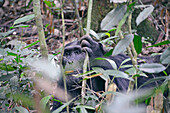 Uganda; Western Region; Kibale Nationalpark; neugieriger Schimpanse im Dickicht versteckt