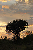 Uganda; Western Region; Queen Elizabeth National Park; Silhouette of a euphorbia tree at sunset