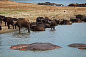 Uganda; Western Region; Queen Elizabeth Nationalpark; Büffelherde und Flusspferde am Kazinga Kanal