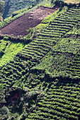 Uganda; Western region, southern part; Tea plantations on the steep slopes north of the Bwindi Impenetrable Forest National Park