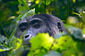 Uganda; Western Region; Bwindi Impenetrable Forest National Park; southern part near Rushaga; curious mountain gorilla from the Nshongi gorilla family in the bushes
