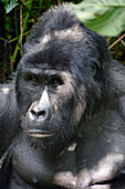 Uganda; Western Region; Bwindi Impenetrable Forest Nationalpark; südlicher Teil bei Rushaga; "Silberrücken"; ältester männlicher Berggorilla aus der Nshongi Gorilla Familie;