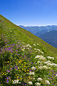 Wildblumen am Fellhorn, bei Oberstdorf, Allgäuer Alpen, Allgäu, Bayern, Deutschland