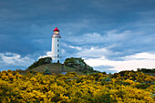 Blooming broom on the thorn bush, gorse, lighthouse, Hiddensee, Baltic Sea, Mecklenburg-Western Pomerania, Germany
