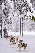 Kleine Touren mit Schlittenhunde. Santa Claus Village, Weihnachtsmanndorf am Polarkreis, Rovaniemi, Finnland