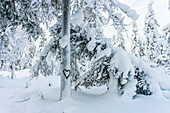 Snow heart on snowy tree, landscape at Aekaeslampolo,, Aekaeslampolo, Finland