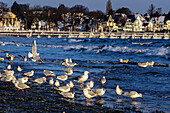Seagulls on the beach with villas in the background, Travemünde, Bay of Lübeck, Schleswig Holstein, Germany