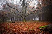 Foggy autumn mood in the Hutewald near Kaltenwestheim, Kaltennordheim, Schmalkalden-Meinigen, Thuringia, Germany, Europe
