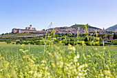 Assisi, Stadtansicht mit Basilika San Francesco, Panorama, Umbrien, Italien