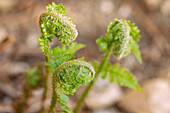 True fern, Polypodiopsida, with curled leaves about to unfold