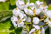 Birnenblüten, Regentropfen
