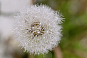 Common dandelion, blowball in the rain