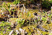 Wald-Schachtelhalm, Equisetum sylvaticum, Sporenähren, Schachtelhalm auf Waldboden