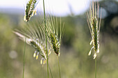 Rye, Secale cereale, inflorescence, rye pollen