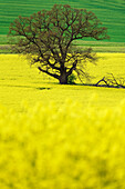 The oak towers out of the rapeseed like an island. Eisenbach Castle, Vogelsberg, Hesse, Germany.
