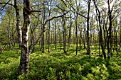 Karpatenbirkenwald am Rand des Roten Moor, Biosphärenreservat Rhön, Hessen, Deutschland.