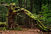 Huteeiche im Urwald Sababurg, Naturpark Reinhardswald, Hessen, Deutschland.