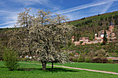 The impressive Schloss-Zwingenberg Fortress above the River Neckar in the Neckartal-Odenwald Nature Park, Baden-Württemberg, Germany.