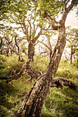 Urwald mit knorrigen Bäumen beim Perito Moreno Gletscher, Los Glaciares Nationalpark, Lago Argentino, Provinz Santa Cruz, Patagonien, Argentinien, Südamerika, UNESCO Weltkulturerbe