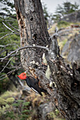 Magellanic Woodpecker, El Chalten, Fitz Roy Massif, Santa Curz Province, Patagonia, Argentina, South America