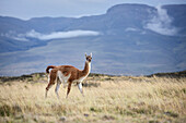 Guanaco (wild camel) roaming the landscape of Patagonia, Torres del Paine National Park, Última Esperanza Province, Chile, South America