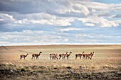 Guanaco herd in the steppe landscape around the volcanic field of Pali Aike National Park, Patagonia, Chile, South America