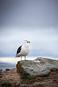 Seagull sitting on rock in Isla Magdalena National Park, Punta Arenas, Patagonia, Chile, South America