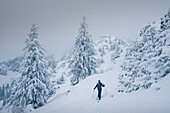 Skitour auf die verschneite Lacherspitze im Sudelfeld in Bayern, Skitourengeher im Schnee zwischen verschneiten Bäume