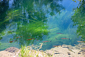 Krka National Park; Chub in the clear water of the Krka