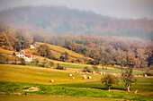 Herbstliche Stimmung in den Weigenheimer Weinbergen, Frankenberg, Neustadt an der Aisch, Mittelfranken, Franken, Bayern, Deutschland, Europa