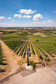 Midsummer in the vineyards, Iphofen, Kitzingen, Lower Franconia, Franconia, Bavaria, Germany, Europe
