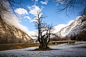 Old chestnut tree in early winter, Soazza, Graubünden, Switzerland, Europe
