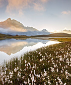 Wollgras am Lac de Cerces, Le Grand Galibier, Rhones Alpes, Hautes-Alpes, Frankreich