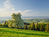 Blühender Birnenbaum, Sonntagberg, Oberösterreich, Österreich