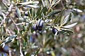 black olives, olive tree