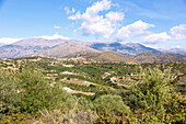 Messara plain; Olive trees, Ida Mountains