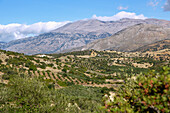 Nida-Hochebene; Olivenbäume, griechische Insel, Kreta, Griechenland