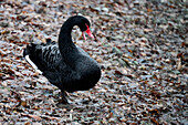 A black swan defends its territory at the lake, Bonn, North Rhine-Westphalia, Germany