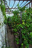Die berühmten Zitronenhäuser von Limone sul Garda, die hervorragende Zitronen produzieren, Provinz Brescia, Oberitalien, Italien